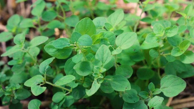 oregano origanum vulgare herb