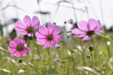 Fototapeta premium そっぽむくこすもす