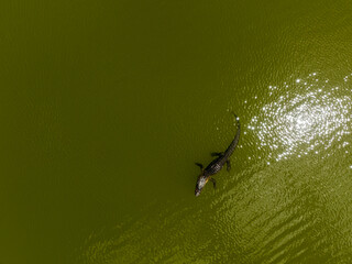 An alligator swimming in a Florida pond.