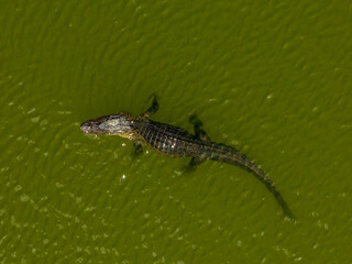 An alligator swimming in a Florida pond.