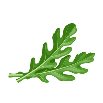 Vector illustration of Eruca vesicaria, better known as rocket leaf or arugula, isolated on white background.