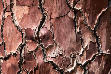 Baumrinde von einer Pinie - Pinus pinea