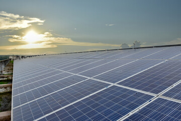 a group of pigeons sat and flew over the surface of the panels. The pigeons also made dirtyness by pooping and reduced the efficiency of solar cells, maintenance concepts, soft focus.