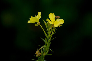 Obraz premium Yellow flowers blooming at night, evening primrose, beauty exists in nature