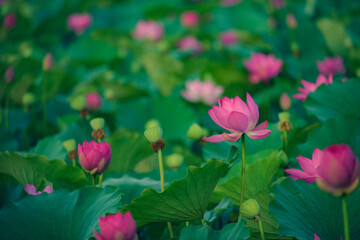 In summer, red lotus flowers are particularly bright against the backdrop of green lotus leaves