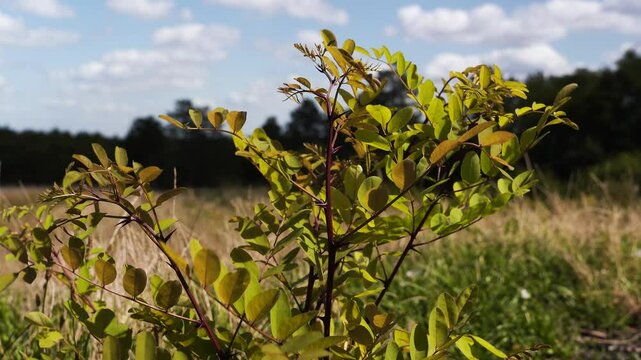 Robinier faux-acacia dans un champs en &eacute;t&eacute;
