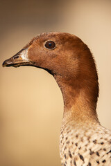 The Australian wood duck, maned duck or maned goose is a dabbling duck found throughout much of Australia.