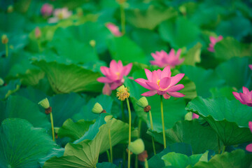 In summer, red lotus flowers are particularly bright against the backdrop of green lotus leaves