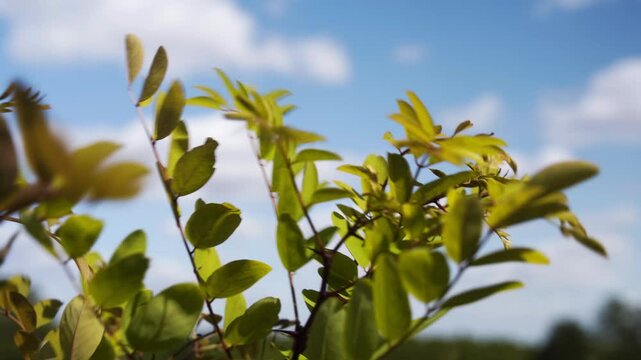 Robinier faux-acacia dans un champs en &eacute;t&eacute;