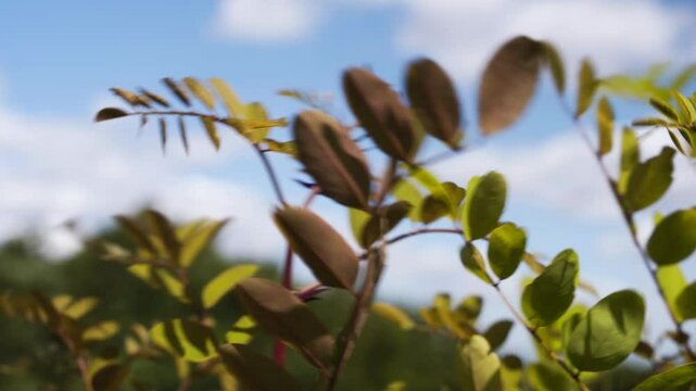 Robinier faux-acacia dans un champs en &eacute;t&eacute;
