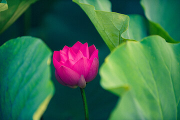 In summer, red lotus flowers are particularly bright against the backdrop of green lotus leaves