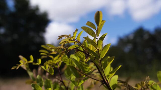 Robinier faux-acacia dans un champs en &eacute;t&eacute;