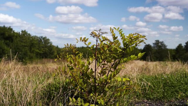Robinier faux-acacia dans un champs en &eacute;t&eacute;