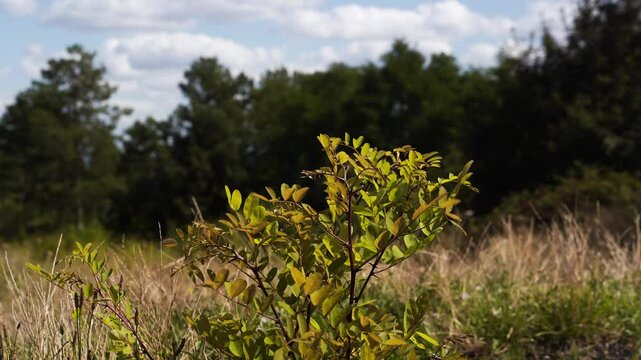 Robinier faux-acacia dans un champs en &eacute;t&eacute;