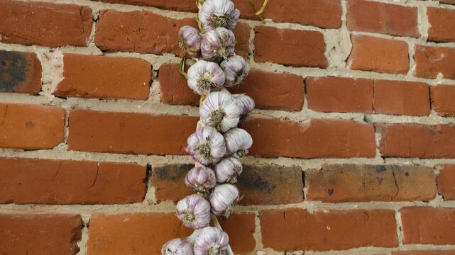 Allium garlic dried rows braid