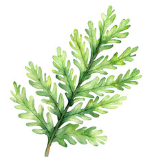 Obraz premium A vibrant green fern leaf illustration showcasing intricate details