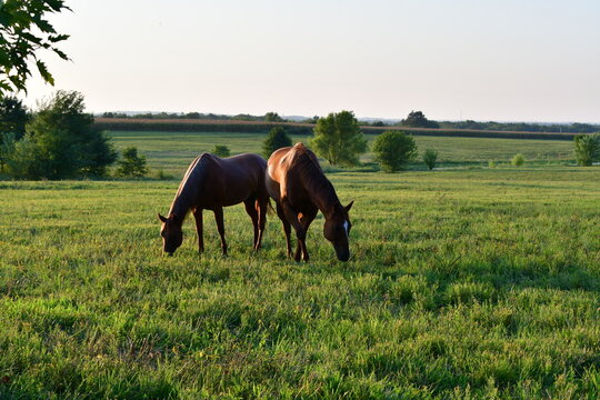 Horses in a Farm Field