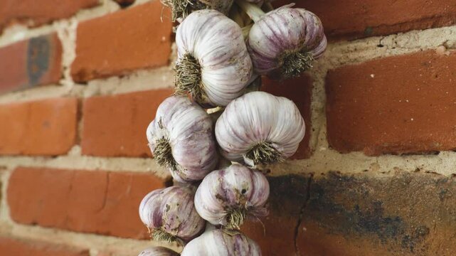 Allium garlic dried rows braid