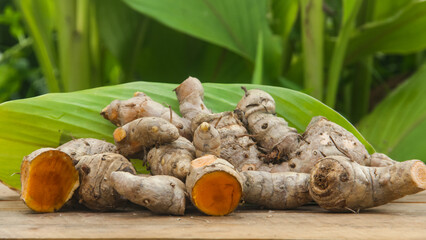 Turmeric or Curcuma longa Linn or rhizome root, a tuber plant that has a distinctive color and aroma