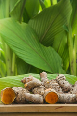 Turmeric or Curcuma longa Linn or rhizome root, a tuber plant that has a distinctive color and aroma