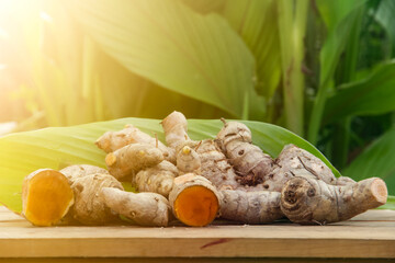 Turmeric or Curcuma longa Linn or rhizome root, a tuber plant that has a distinctive color and aroma