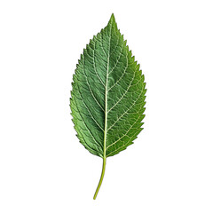 Obraz premium green leaf isolated on white