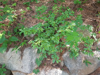 Image of a blooming azalea tree on the trail at Deokjeong Park