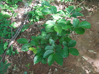 Image of crow pillows blooming on the trail at Deokjeong Park