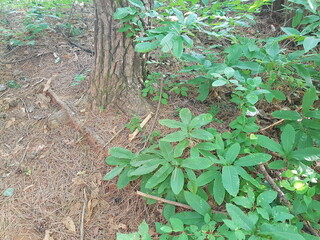 Image of a blooming zelkova tree on the trail at Deokjeong Park