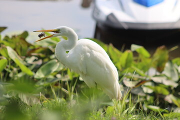 Aigrette mange une écrevisse