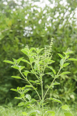 Ocimum Sanctum or ruku-ruku or holy basil leaves in the garden background. Green Holy basil leaf or Ocimum Tenuiflorum tree plant