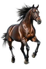 Obraz premium Brown Horse Running on White Background., transparent background, PNG file