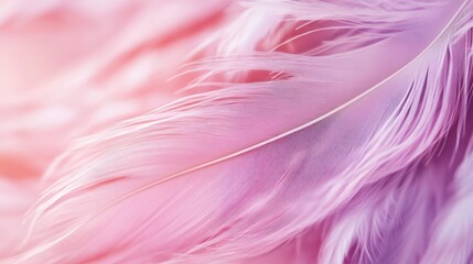 Fototapeta premium Pink Feather Close-up