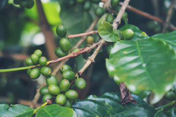 Green coffee bean berry plant with sunlight. Fresh raw seed coffee tree growth in eco organic farm morning time. Close up Green seed berries arabica coffee garden. Fresh coffee bean green leaf plant