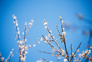 White cherry blossom Pastel flower floral soft nature bloom blurred background. Romance flower plum tree botanical bloom spring season. Beauty Cherry blossom petals plant beautiful Flowering garden