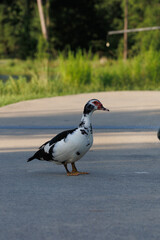Muskovy Duck Public Park