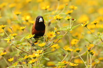The chestnut munia or black-headed munia (Lonchura atricapilla jagori) is a small passerine. This photo was taken in Sulawesi, Indonesia.