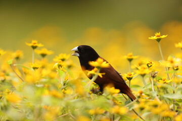 The chestnut munia or black-headed munia (Lonchura atricapilla jagori) is a small passerine. This photo was taken in Sulawesi, Indonesia.
