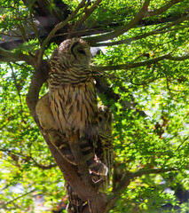 Owl Perched in a Tree