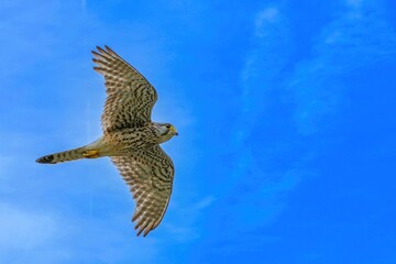 青空バックに忙しそうに飛び回る繁殖期のチョウゲンボウ オス
