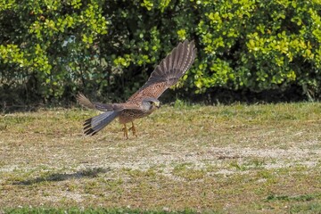 チョウゲンボウ オスの飛び出しシーン