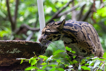 A Fishing Cat Stalking its Prey