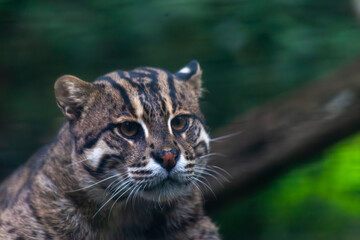 Wild Cat Looking Off in the Distance