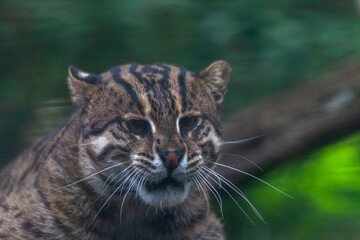 Wild Cat Looking Off in the Distance