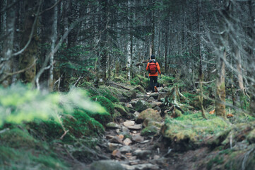 八ヶ岳 白駒の森を歩くハイカー