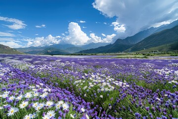 The flower field in Yunnan is full of purple and white flowers