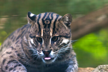 Wild Cat Looking Off in the Distance