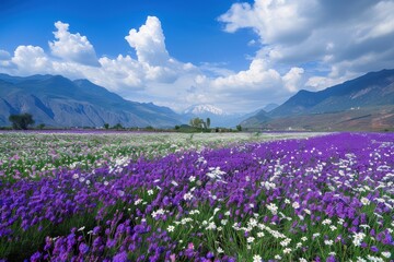 Obraz premium The flower field in Yunnan is full of purple and white flowers