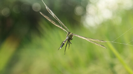 Orthetrum Sabina or rhinoceros dragonfly caught in a spider's web around the rice plant