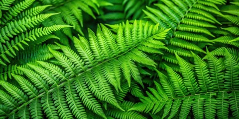 Fern leaves background with lush green foliage, nature, plants, ferns, green, background, foliage, botany, botanical, forest